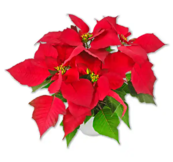 Bild 1 von Weihnachtsstern*