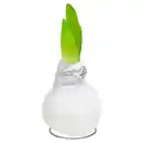 Bild 1 von GARDENLINE Amaryllis in Wachs
