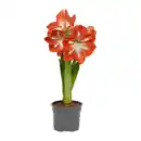 Bild 4 von GARDENLINE Amaryllis im Topf