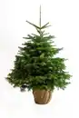 Bild 1 von Nordmanntanne Abies nordmanniana 9,5 Liter Container, H 170 - 205 cm, topfgewachsen