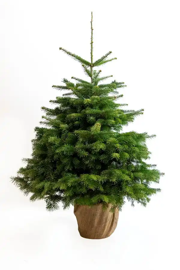 Bild 1 von Nordmanntanne Abies nordmanniana 9,5 Liter Container, H 170 - 205 cm, topfgewachsen
