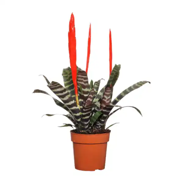 Bild 2 von GARDENLINE Guzmanie / Vriesea