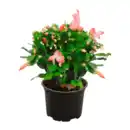 Bild 3 von GARDENLINE Weihnachtskaktus (Schlumbergera)