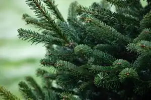 Nordmanntanne Abies nordmanniana 9,5 Liter Container, H 1120 - 145 cm, topfgewachsen