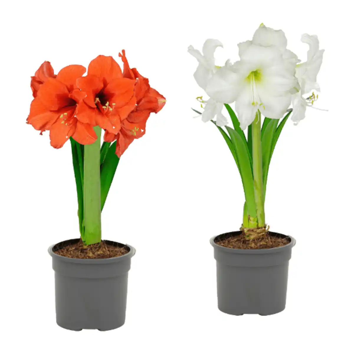 Bild 1 von GARDENLINE Amaryllis im Topf