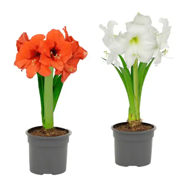 Bild 1 von GARDENLINE Amaryllis im Topf