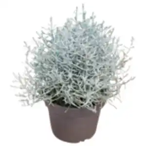 Stacheldrahtpflanze mit Glitzer oder REWE Beste Wahl Weihnachtsstern »Princettia«