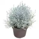 Bild 1 von Stacheldrahtpflanze mit Glitzer oder REWE Beste Wahl Weihnachtsstern »Princettia«