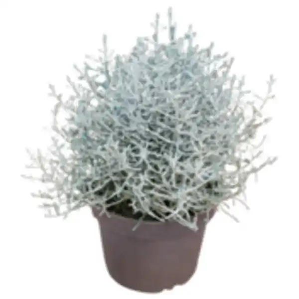 Bild 1 von Stacheldrahtpflanze mit Glitzer oder REWE Beste Wahl Weihnachtsstern »Princettia«