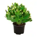 Bild 4 von GARDENLINE Weihnachtskaktus (Schlumbergera)