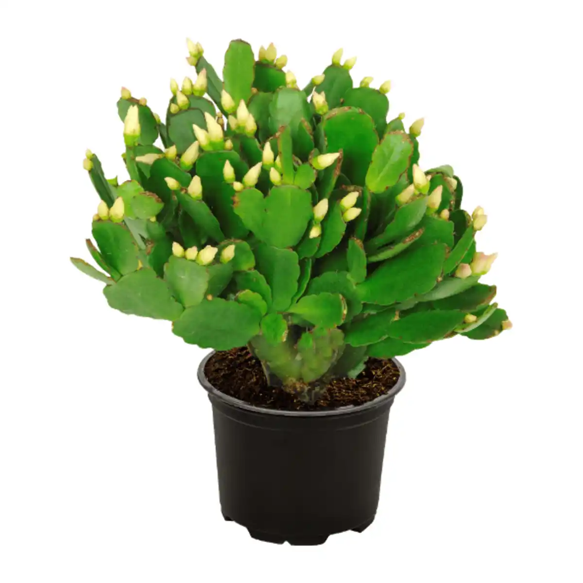 Bild 4 von GARDENLINE Weihnachtskaktus (Schlumbergera)