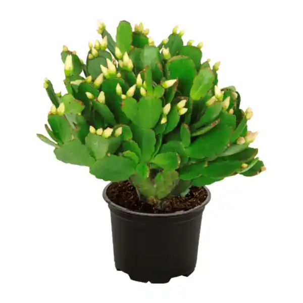 Bild 4 von GARDENLINE Weihnachtskaktus (Schlumbergera)