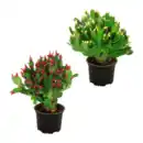 Bild 1 von GARDENLINE Weihnachtskaktus (Schlumbergera)