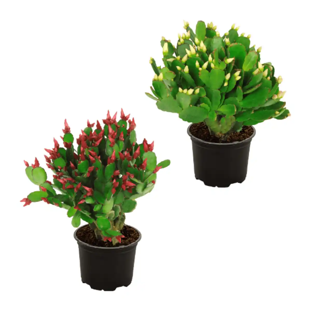 Bild 1 von GARDENLINE Weihnachtskaktus (Schlumbergera)