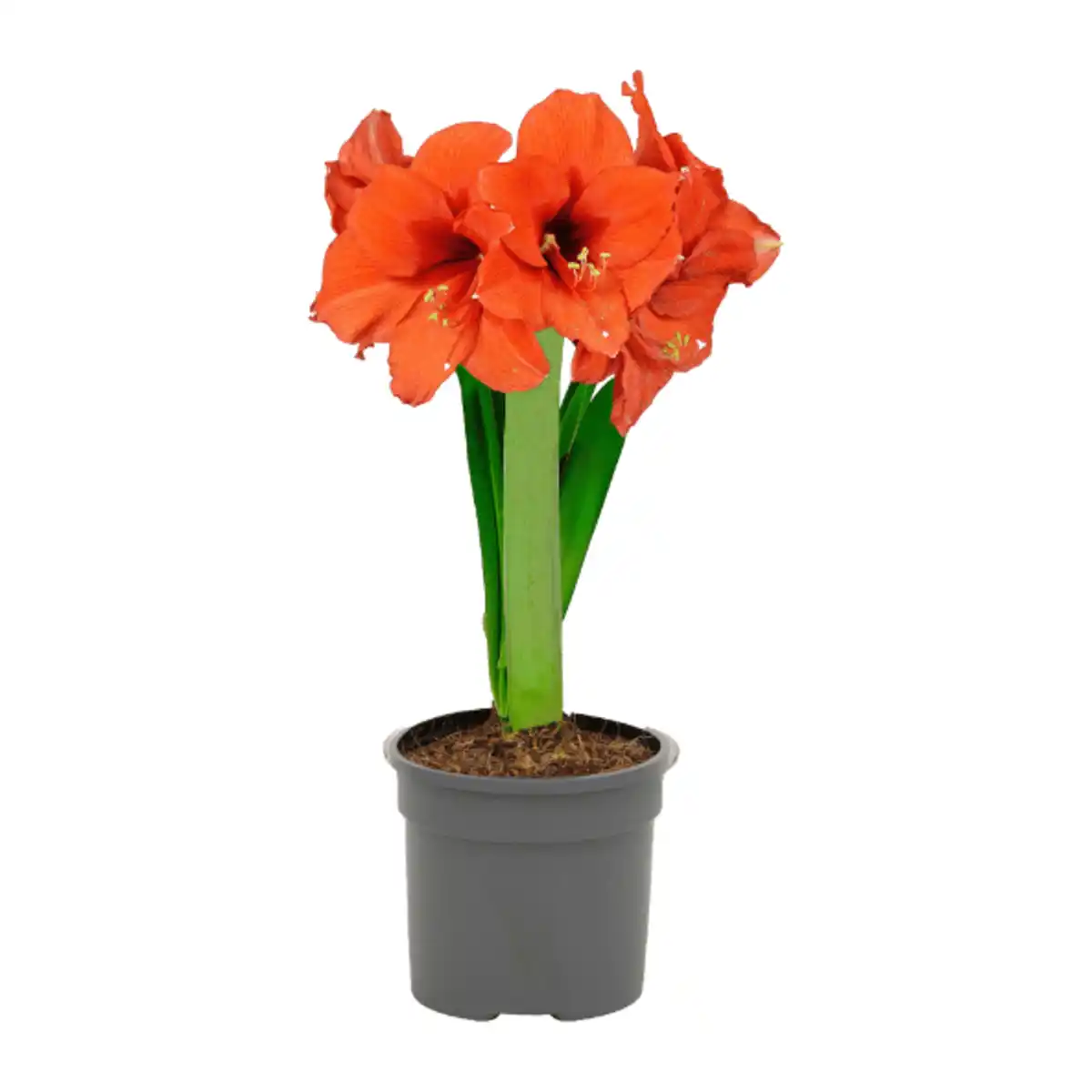 Bild 2 von GARDENLINE Amaryllis im Topf