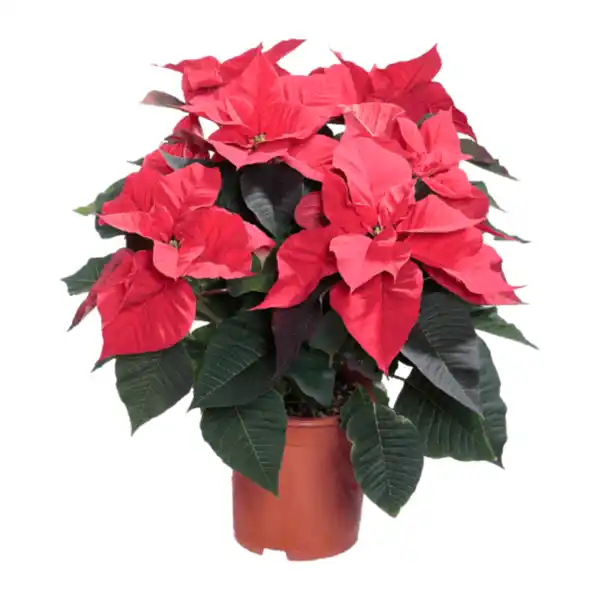 Bild 1 von GARDENLINE Weihnachtssternbusch