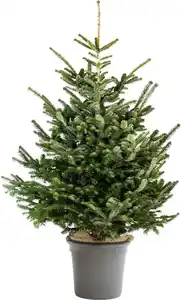 Gemeine Fichte Picea abies 9,5 Liter Container, H 100 - 120 cm, topfgewachsen