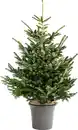 Bild 1 von Gemeine Fichte Picea abies 9,5 Liter Container, H 100 - 120 cm, topfgewachsen
