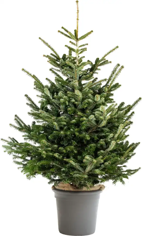 Bild 1 von Gemeine Fichte Picea abies 9,5 Liter Container, H 100 - 120 cm, topfgewachsen