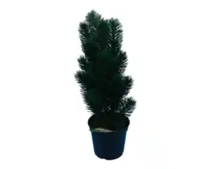 Tannenbaum novooo im Topf