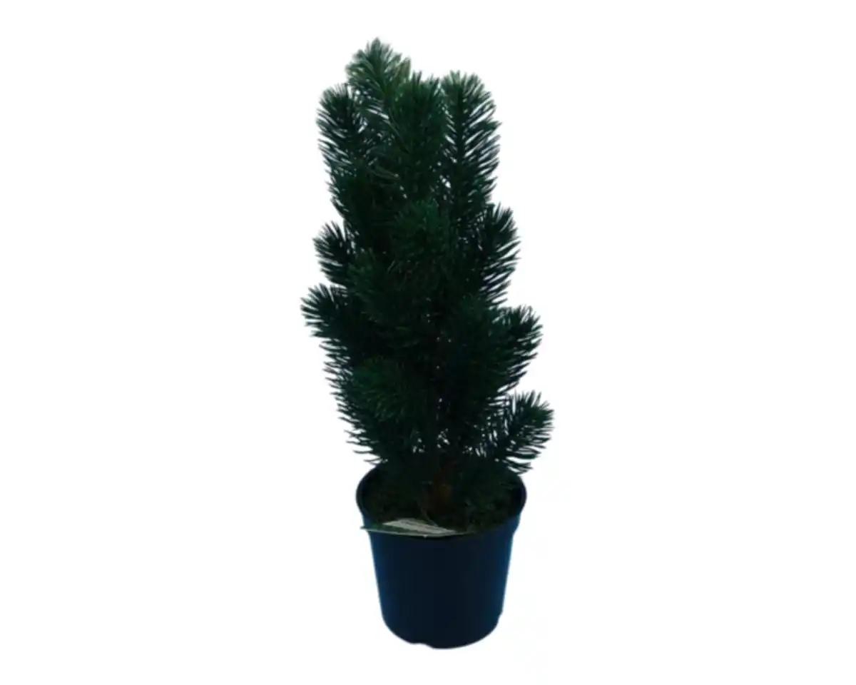 Bild 1 von Tannenbaum novooo im Topf