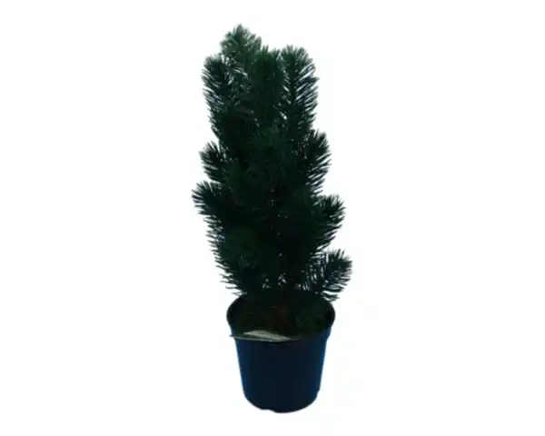 Bild 1 von Tannenbaum novooo im Topf