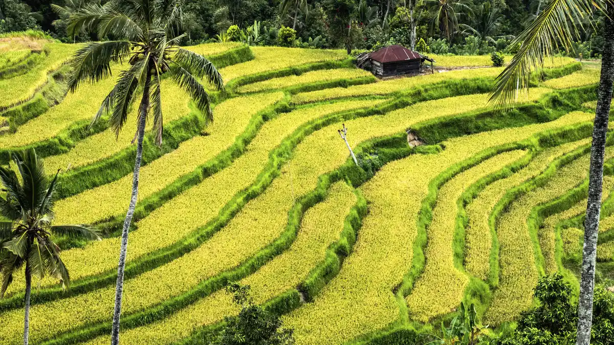 Bild 1 von Singapur & Bali - Rundreise - Cityhighlights & Baden - 18 Tage