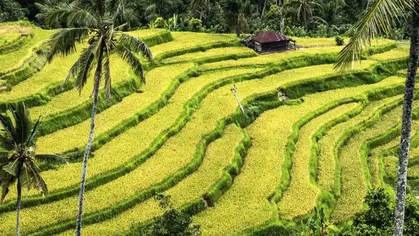 Bild 1 von Singapur & Bali - Rundreise - Cityhighlights & Baden - 18 Tage