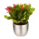 Bild 1 von Weihnachtskaktus Trio