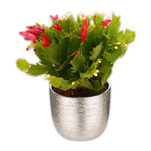 Bild 1 von Weihnachtskaktus Trio