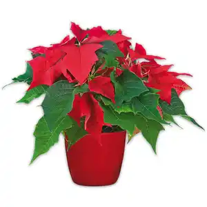 Midi Weihnachtsstern