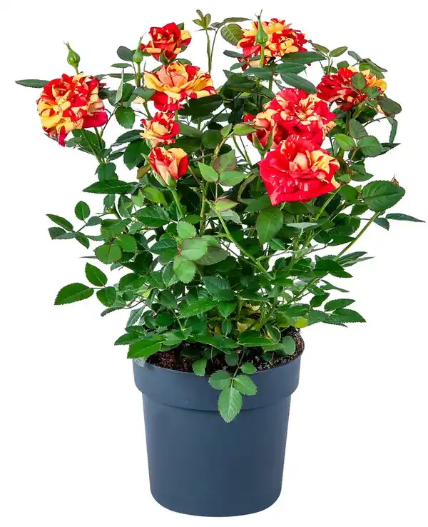 Bild 1 von Rose zweifarbig