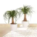 Bild 1 von Elefantenfuß XL