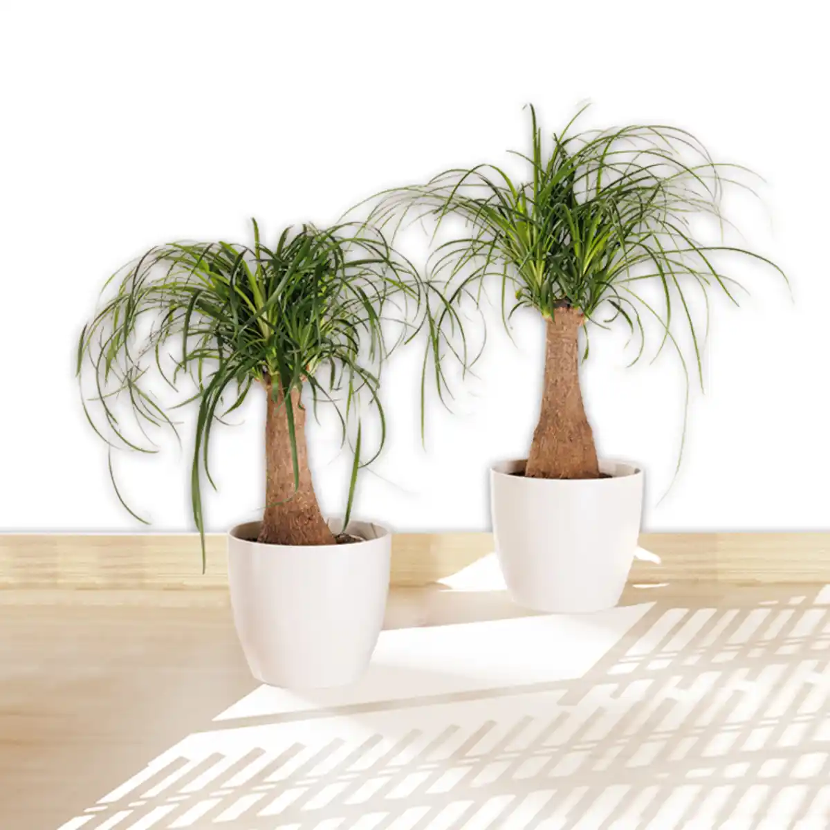 Bild 1 von Elefantenfuß XL