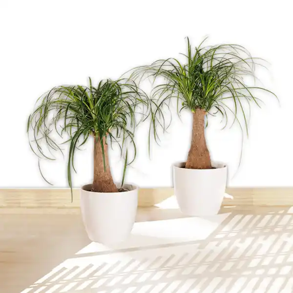 Bild 1 von Elefantenfuß XL