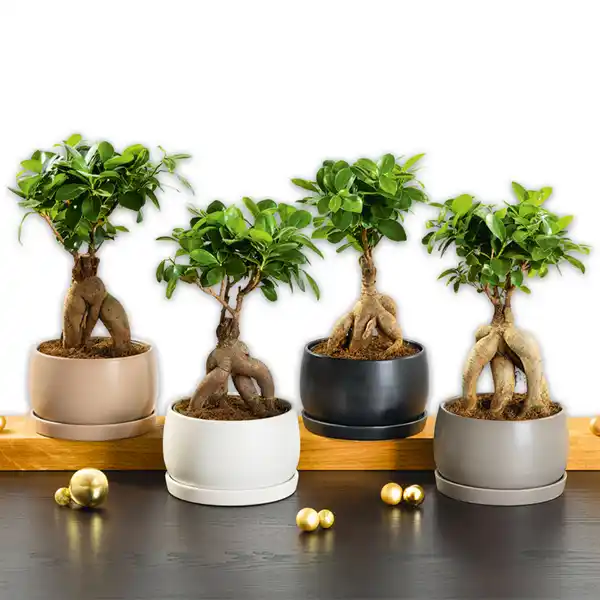 Bild 1 von Bonsai in der Schale