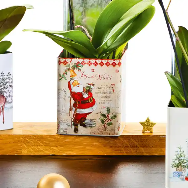 Bild 2 von Phalaenopsis Multiflora