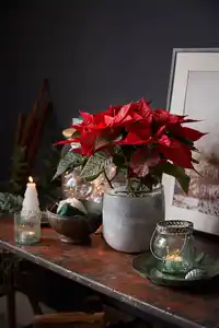 Weihnachtsstern oder Zauberstern