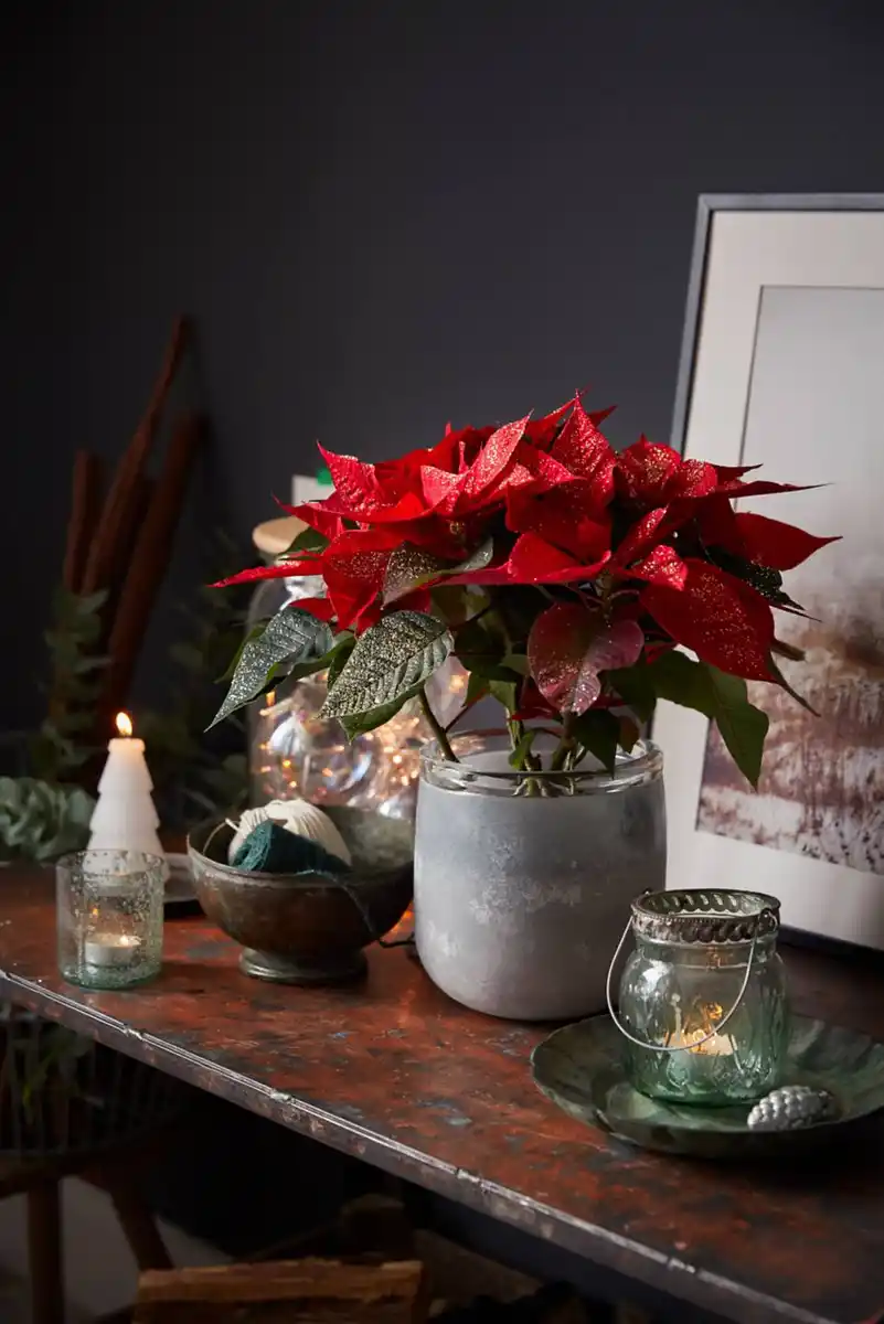 Bild 1 von Weihnachtsstern oder Zauberstern