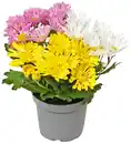Bild 1 von Chrysantheme