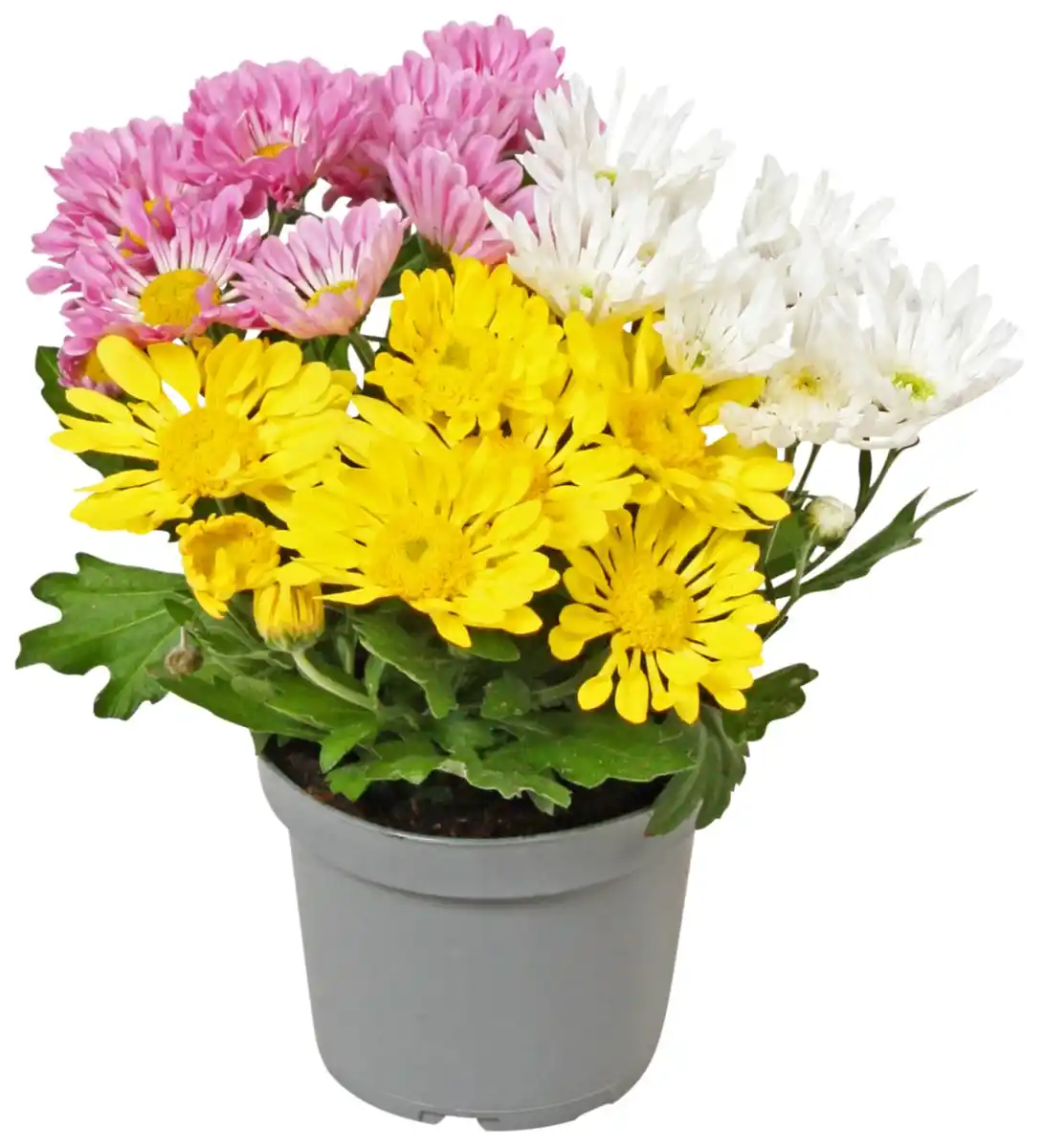 Bild 1 von Chrysantheme