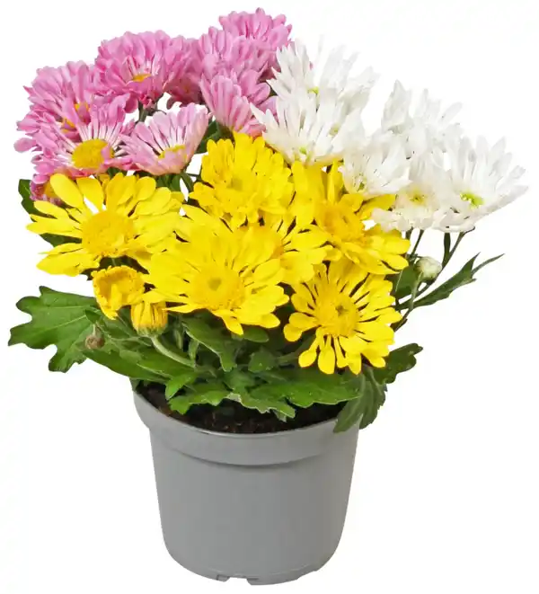 Bild 1 von Chrysantheme