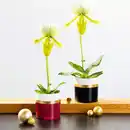 Bild 1 von Exklusive Orchideen-Besonderheit