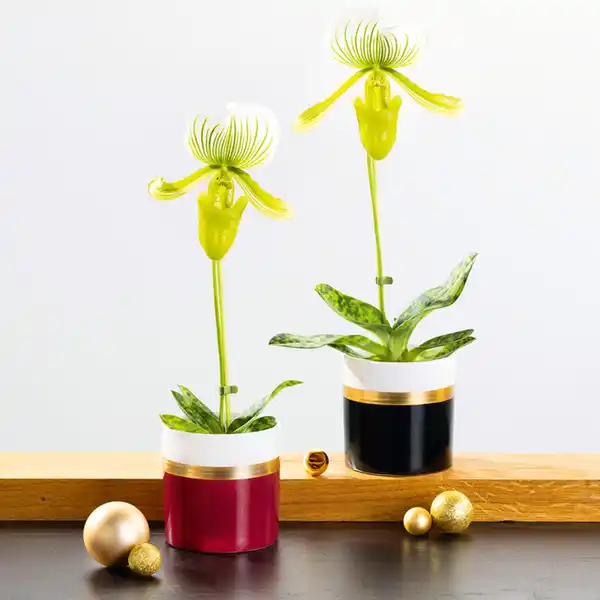 Bild 1 von Exklusive Orchideen-Besonderheit