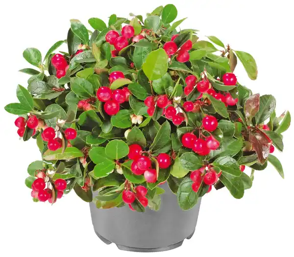 Bild 1 von Rebhuhnbeere