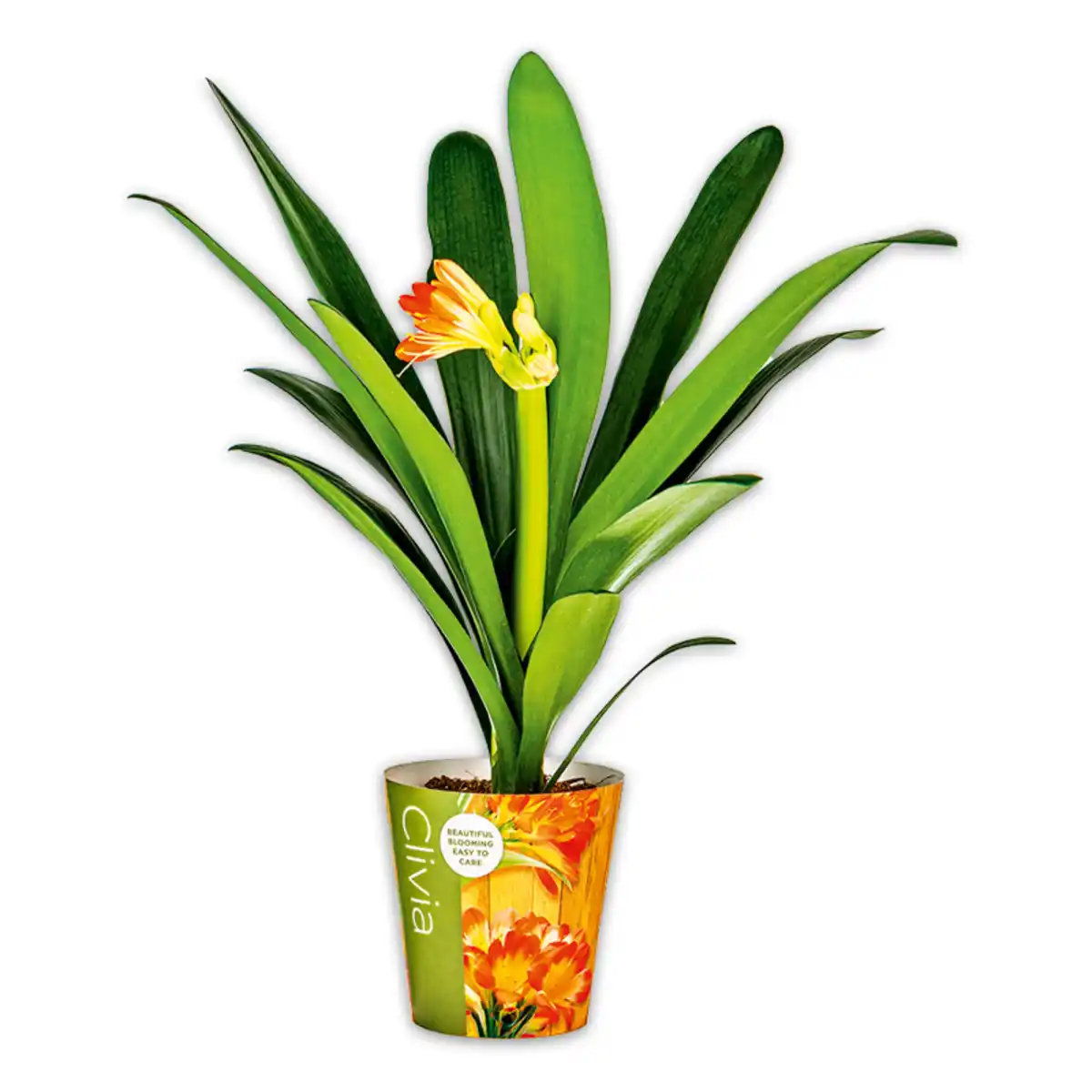 Bild 1 von Clivia