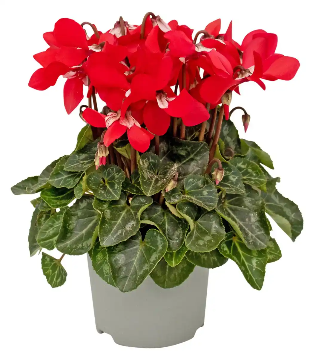 Bild 1 von Gartenpflanze