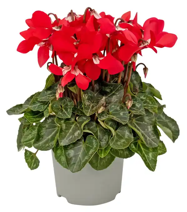 Bild 1 von Gartenpflanze