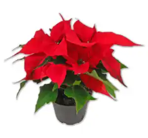 Mini-Weihnachtsstern*