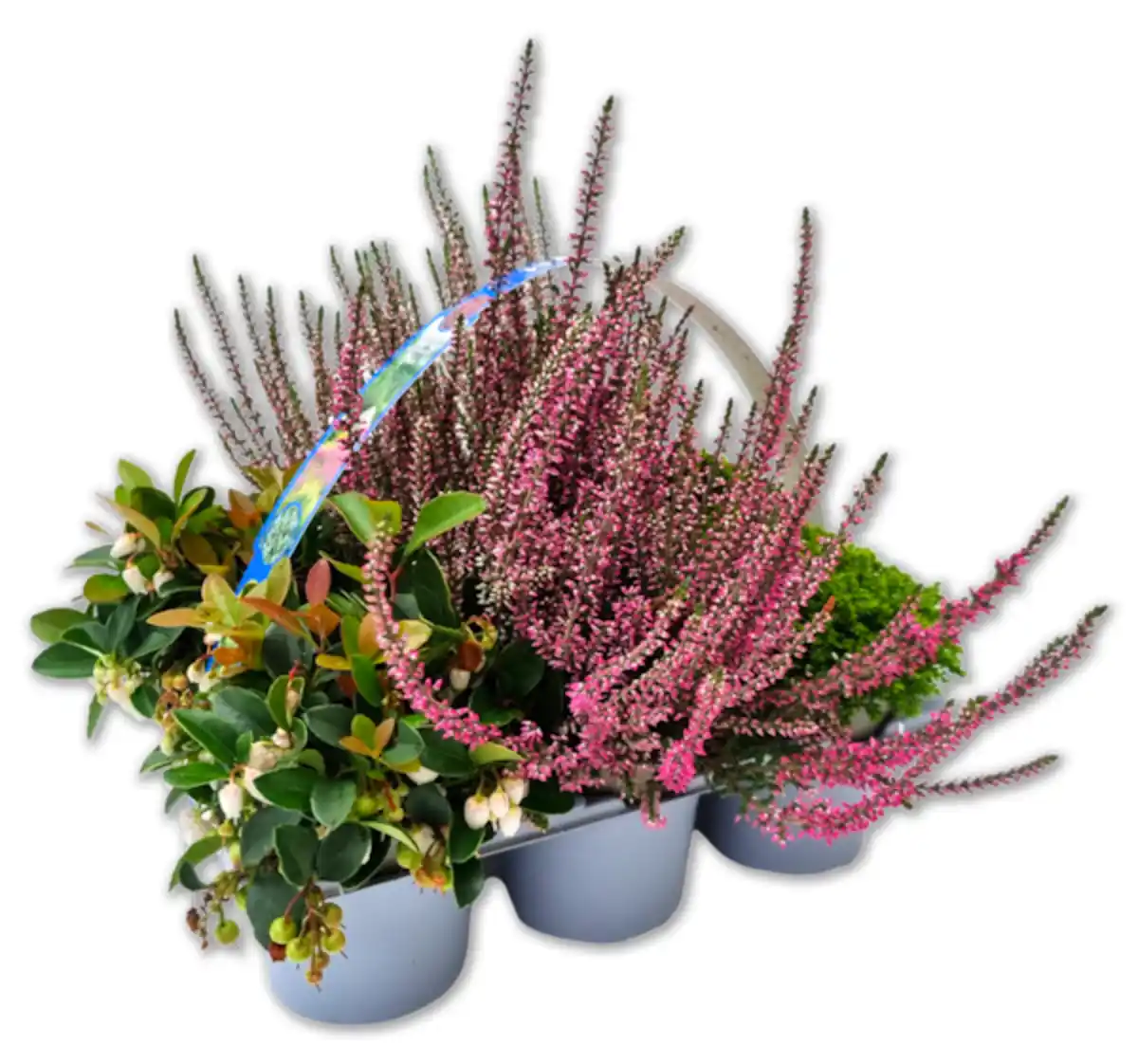 Bild 1 von Herbst-Mix*